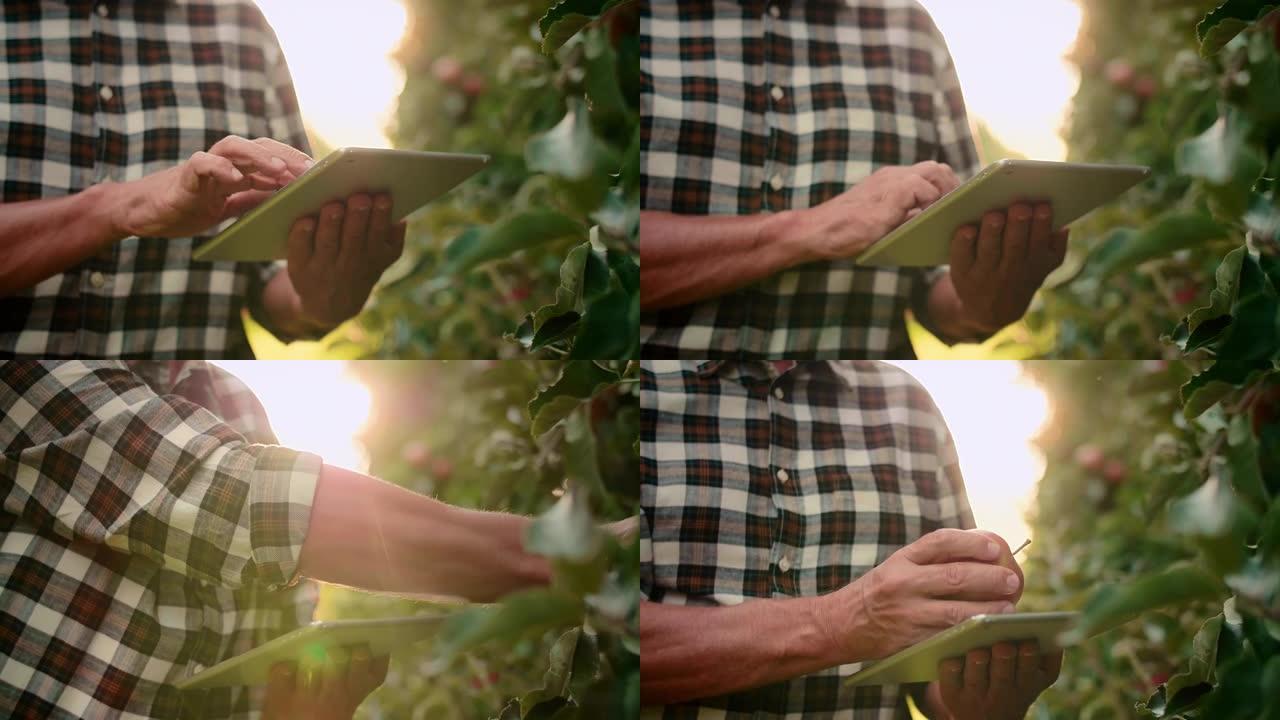 经验丰富的农民用平板电脑控制果园里的苹果