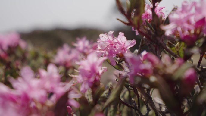 杜鹃花