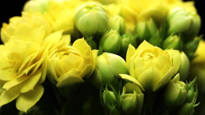 黄色花朵开放。春天美丽的时光倒流，极度特写。黑色4k视频中绽放的背景