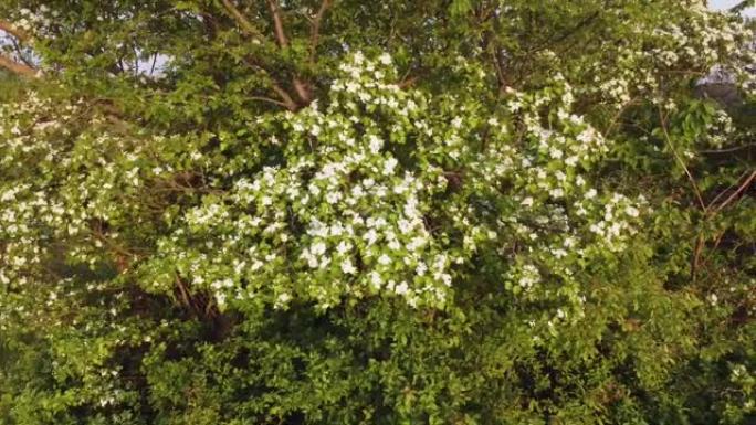 盛开的树，白色的花在灌木上，开花的植物在春天，绿色的大自然在傍晚。
