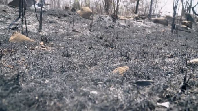 雨后森林火灾灾害是人为造成的燃烧