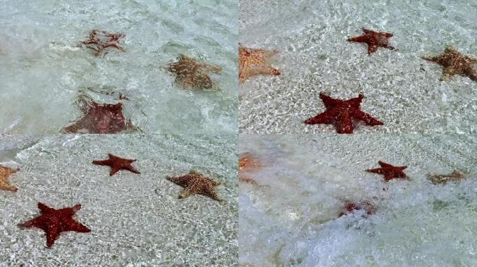 加勒比海岛屿礁的海星群。委内瑞拉洛斯罗克斯