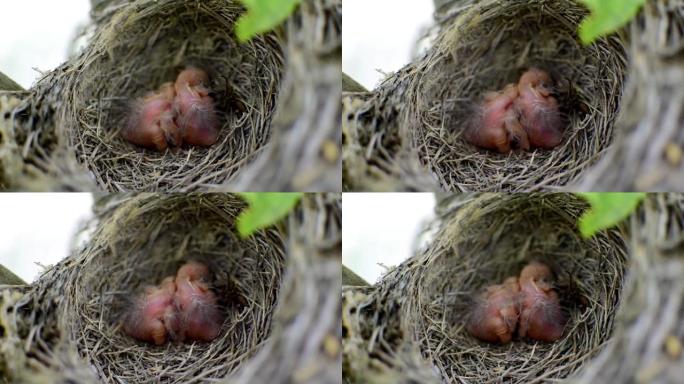 两只新生的鸟 (黑鸟或美国知更鸟) 在一个巢中。