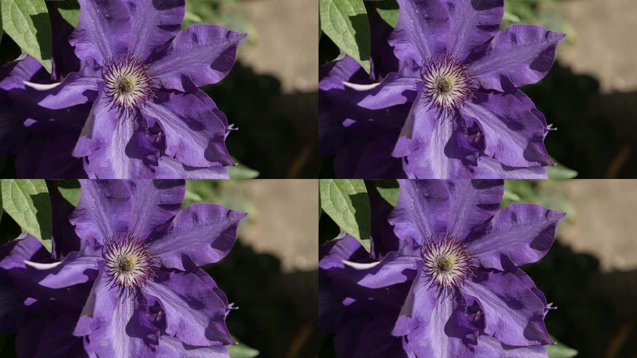 葡萄藤上美丽的铁线莲Jackmanii超级紫花4K