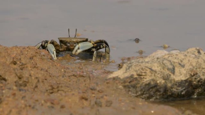 视频拍摄螃蟹在泥上吃食物吗？在韩国的湿地，角眼鬼蟹。
