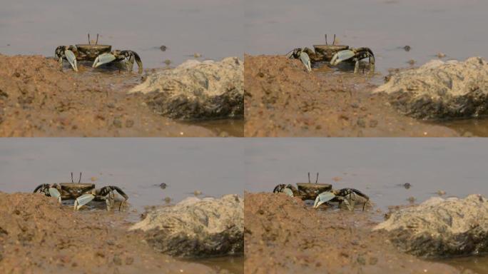 视频拍摄螃蟹在泥上吃食物吗？在韩国的湿地，角眼鬼蟹。
