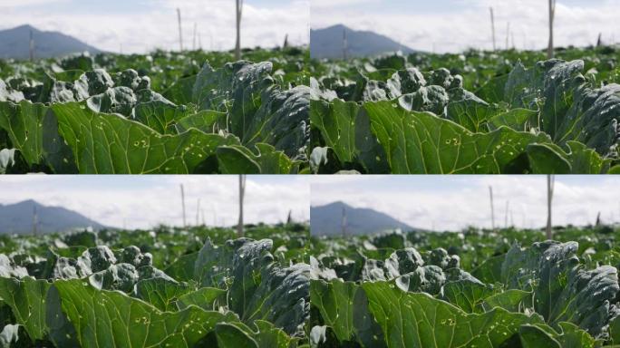 白菜田准备收割。蔬菜，有机农业。农业和农业综合企业