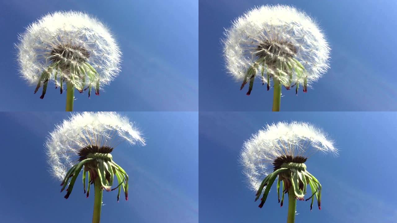 蒲公英种子在蓝天中被风吹吹。