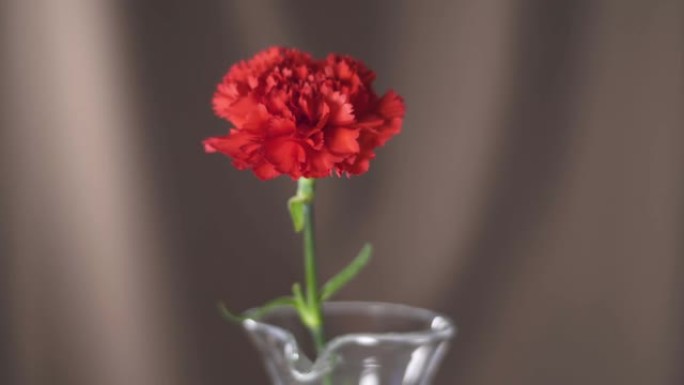 4k分辨率红色康乃馨花的宏观拍摄