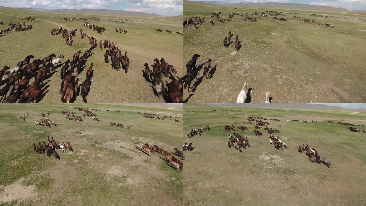 史诗般的马群在蒙古无人驾驶的野外无尽草原上疾驰