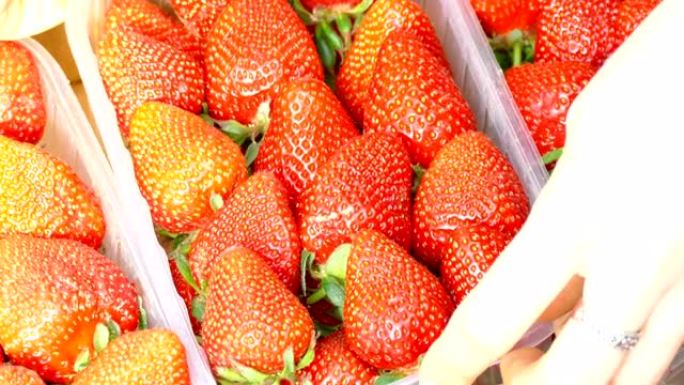 温室中的新鲜草莓采摘视频素材果实