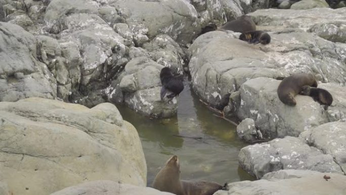 可爱的小海豹在岩石中玩耍并掉入水中