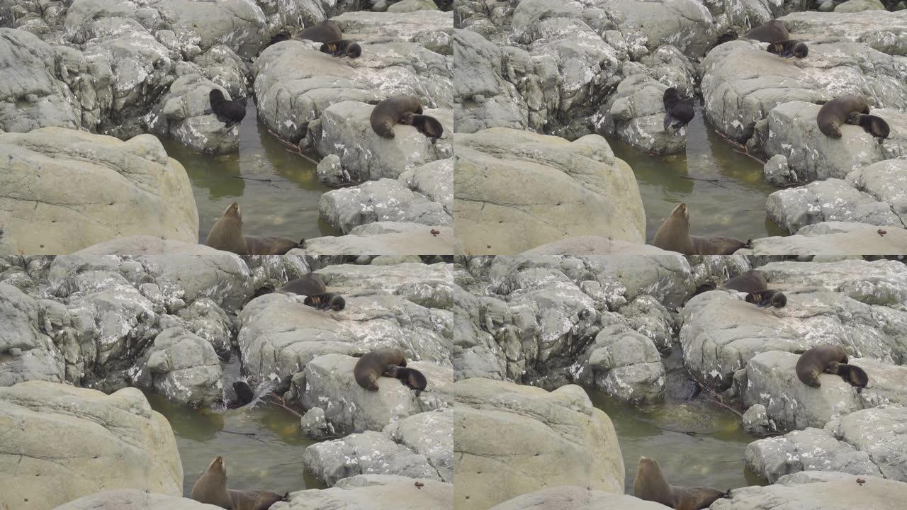 可爱的小海豹在岩石中玩耍并掉入水中