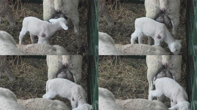 农场的新生羔羊