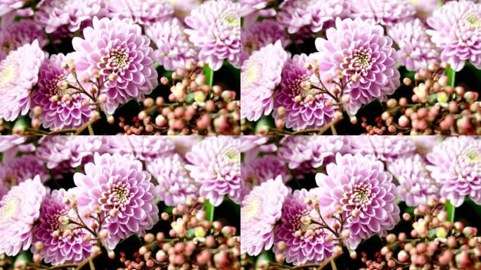 花店中一束鲜亮的粉红色菊花的特写镜头。4K