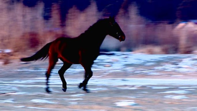 欢乐的马骑在阳光明媚的雪域上
