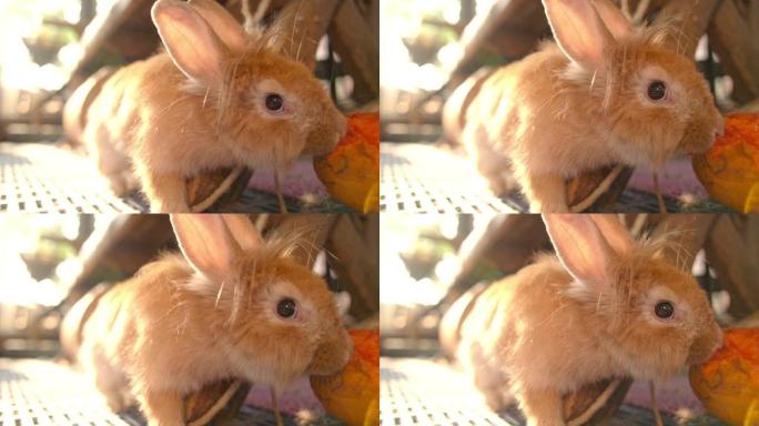 高清慢动作的老年可爱的狮子头兔子在兔子屋吃和咀嚼成熟的木瓜，晚上阳光照耀。可爱的兔子放松，享受生活活