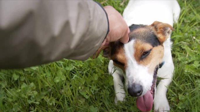 主人抚摸他的犬种杰克罗素梗的头。这只狗躺在绿色的草地上，舌头伸出。