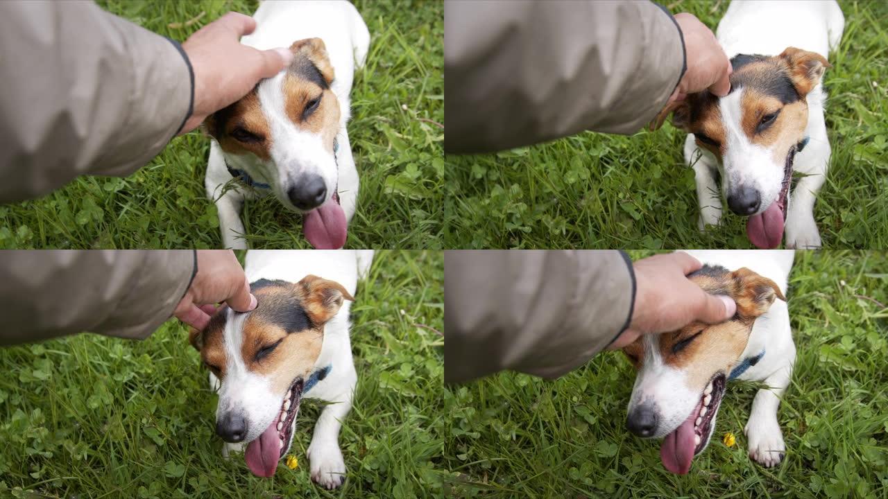 主人抚摸他的犬种杰克罗素梗的头。这只狗躺在绿色的草地上，舌头伸出。