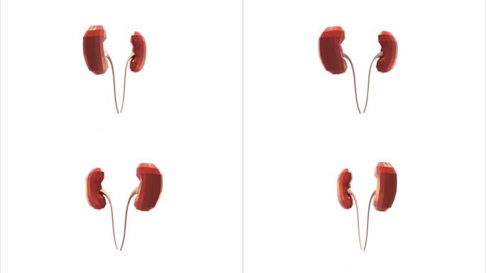 3d模型人体器官肾脏，解剖学，健康和医学。内脏器官的概念
