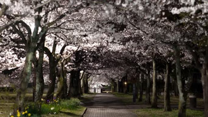 东京夜晚盛开的樱花树隧道。
