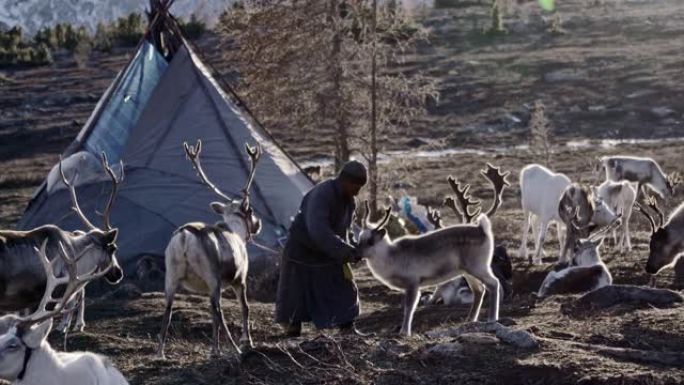 蒙古人在冬季放牧驯鹿
