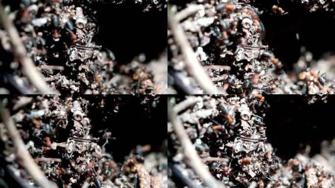 Formica rufa森林蚂蚁在蚁丘工作。特写。许多人。4k