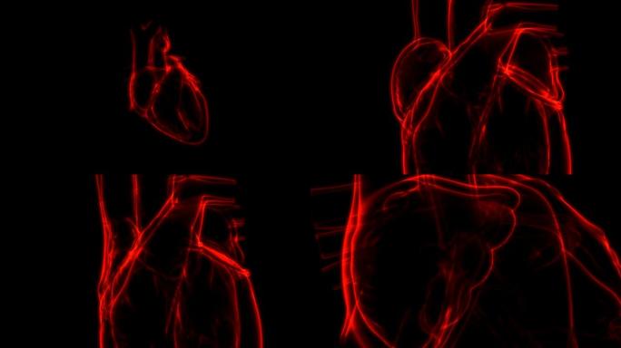 人体心脏跳动解剖动画概念