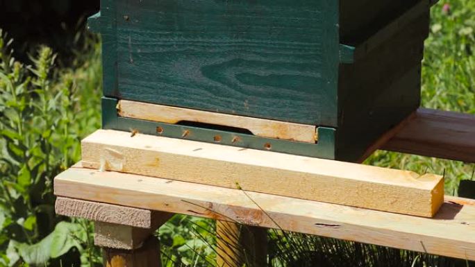 蜜蜂飞进木制蜂巢特写。蜜蜂聚集在蜂巢的孔周围，它们进出以收集花粉。股票视频。