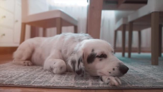 可爱的达尔马提亚狗，宠物困，累。放松的家庭动物肖像。犬，可爱的白色狗。