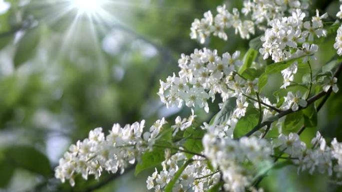 Prunus padus，被称为鸟樱桃，朴树，黑莓或五月天树，是玫瑰科蔷薇科的开花植物。它是Padu