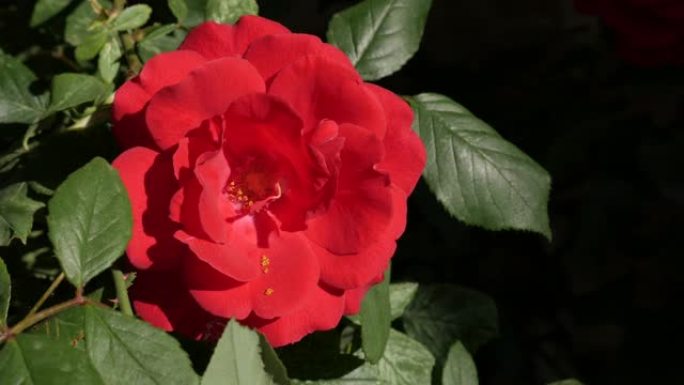 美丽的红色罗莎植物浅底4K