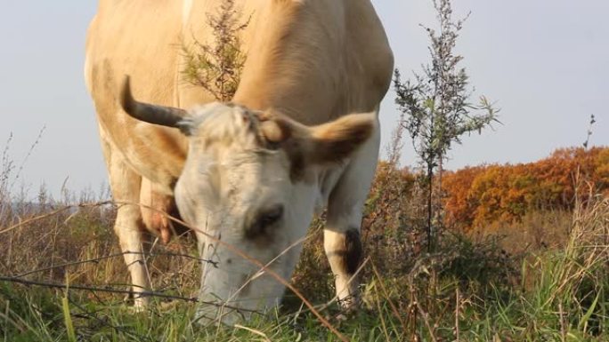 奶牛对抗鲜草牧场