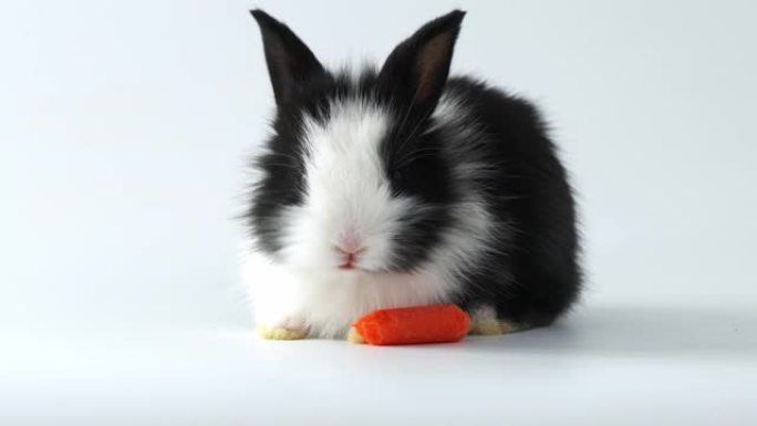 婴儿可爱的可爱的黑色兔子吃白色背景上的胡萝卜宝宝。复活节时头发蓬松的宠物。