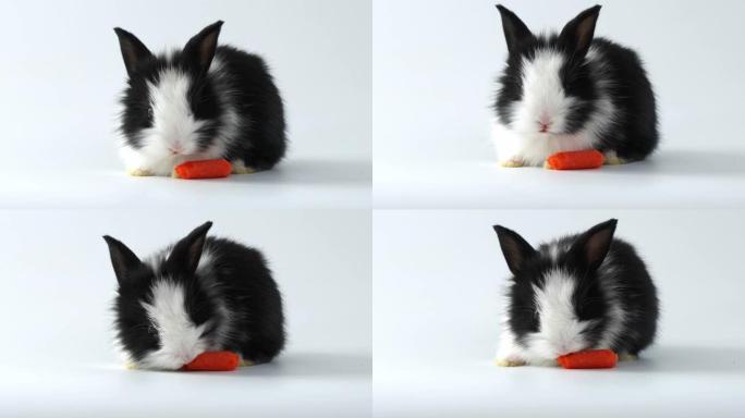 婴儿可爱的可爱的黑色兔子吃白色背景上的胡萝卜宝宝。复活节时头发蓬松的宠物。