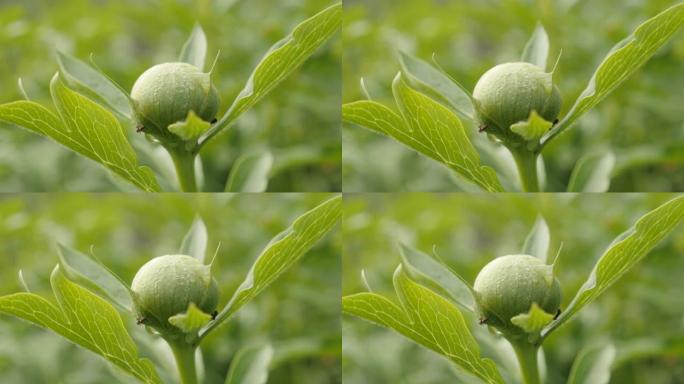 芍药科牡丹植物芽4K特写