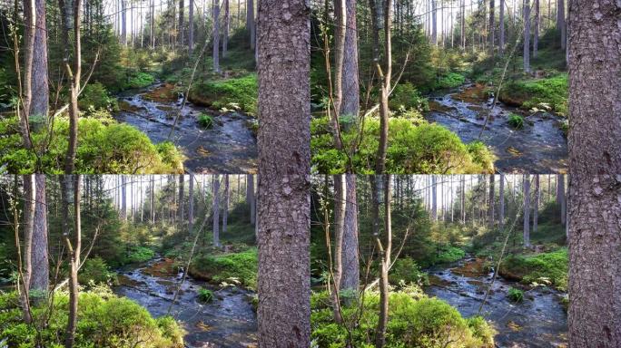 流经森林的溪流河流空镜水流特写地下水源