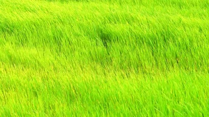 绿草地在风中乡村场景白天