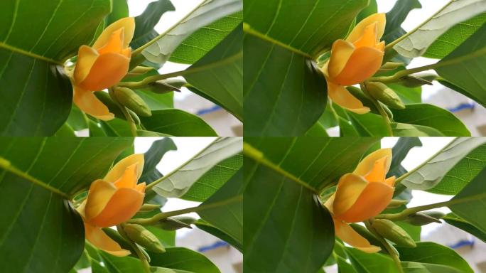 黄橙色的香柏 (木兰) 开花。春天的花朵。背景