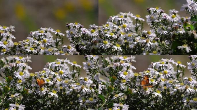 大黄蜂和蝴蝶降落在花朵上觅食。