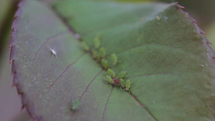 树叶上的昆虫