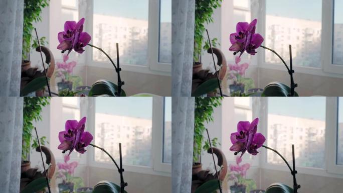 阳台窗台上华丽的紫色盛开的兰花