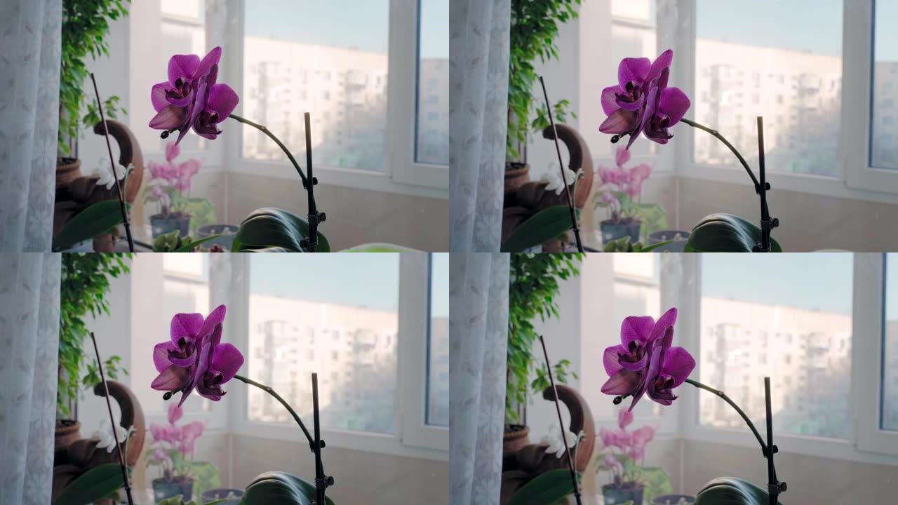 阳台窗台上华丽的紫色盛开的兰花