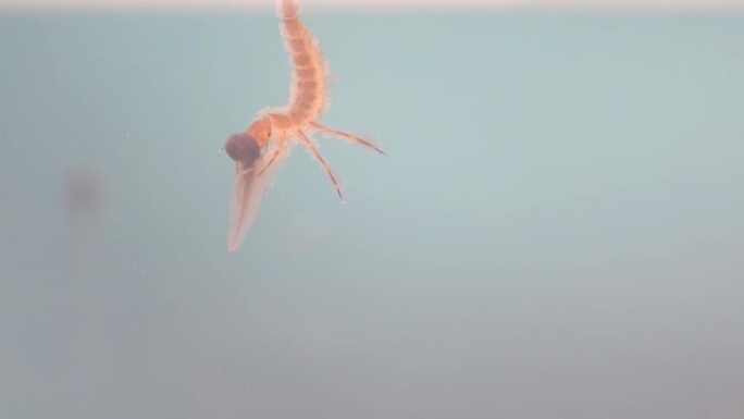 掠食性潜水甲虫