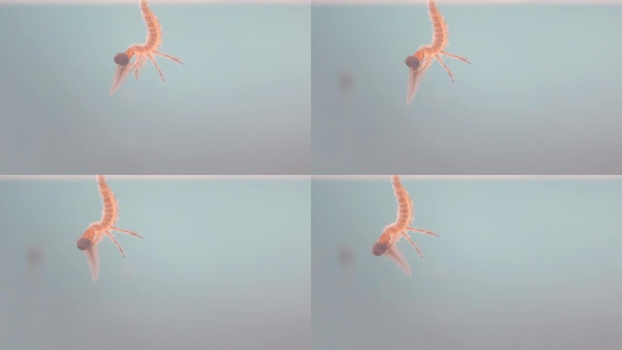 掠食性潜水甲虫