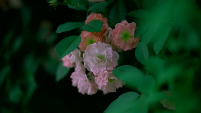 蔷薇花 春 绿植 初夏 盛开 生态