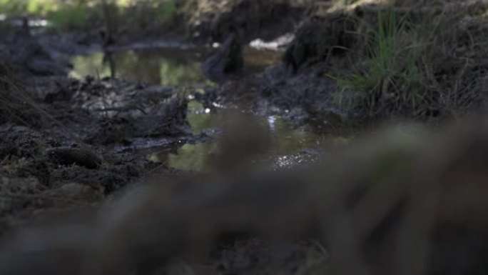 森林中的泥塘，被野生动物用来降温
