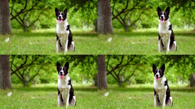 全长肖像的狗喘气而坐在果树院子