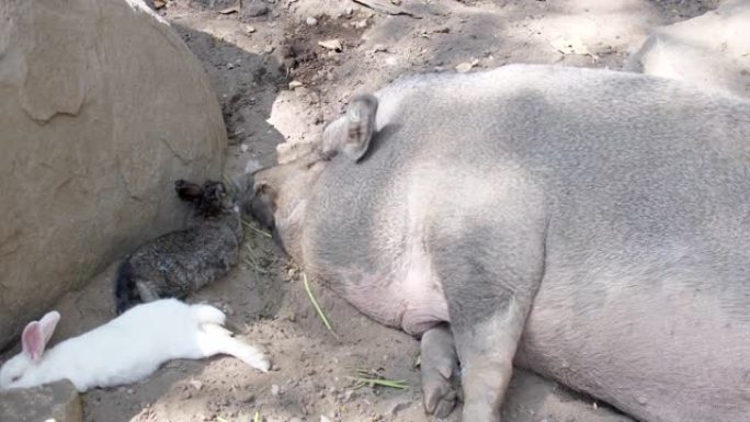 猪和兔子睡觉