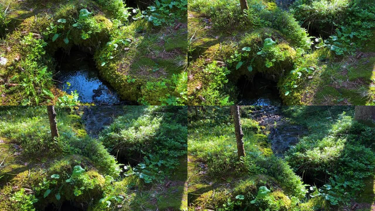 有溪流的林地生态环境清泉水大自然